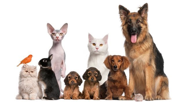 Quels sont les principaux animaux domestiques ?