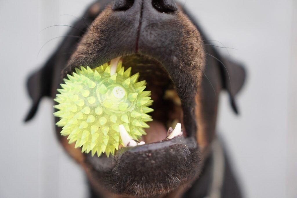 Accessoires Dangereux Chien