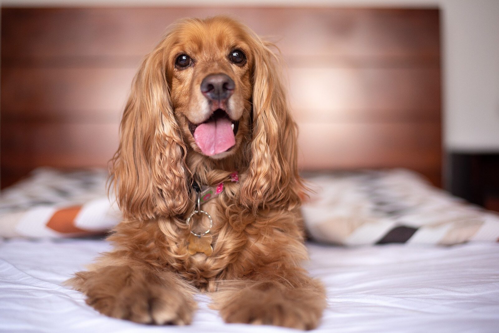 anglais chien