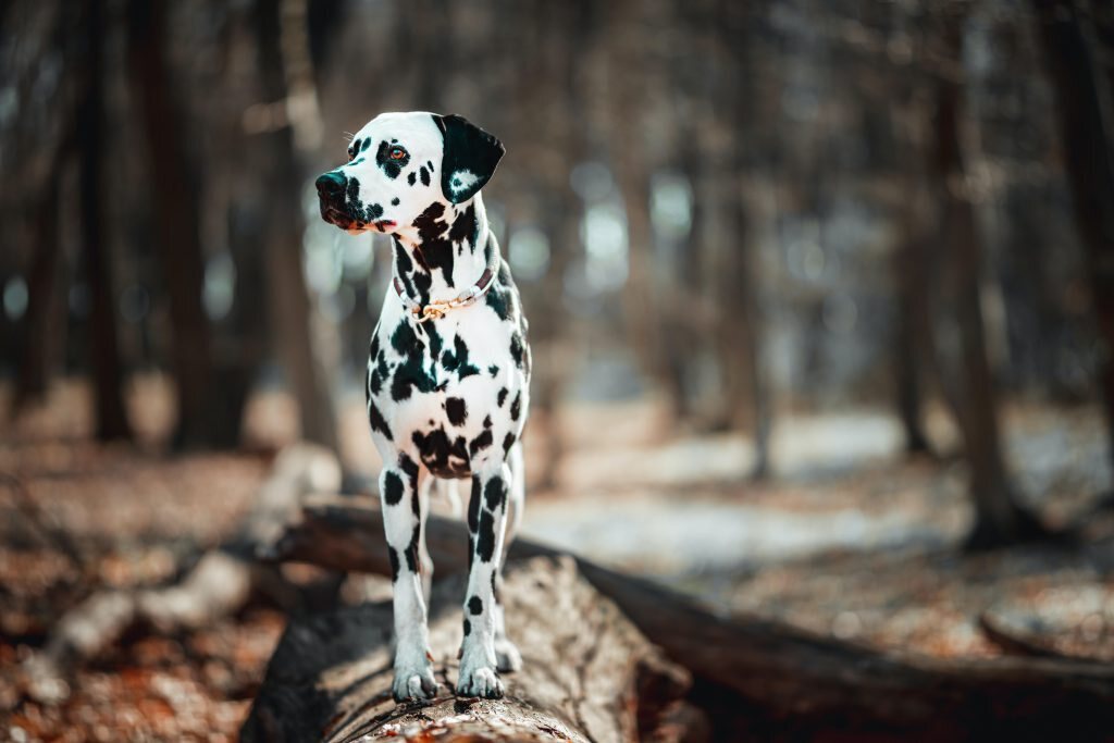 beau chien