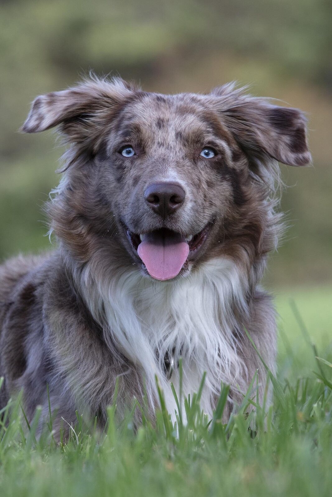 beaux chiens