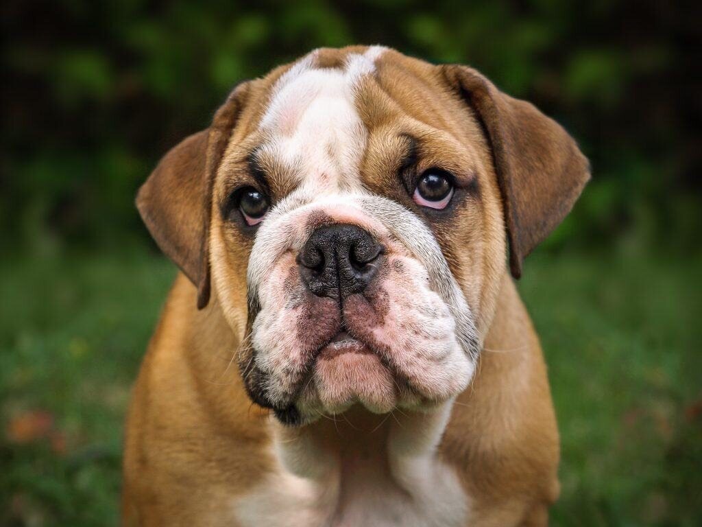 chien anglais