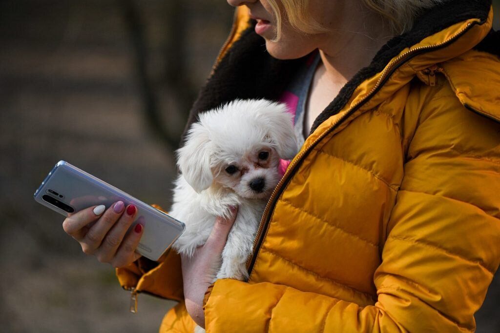 Chien Application Mobile