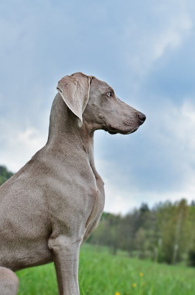 chien canicross
