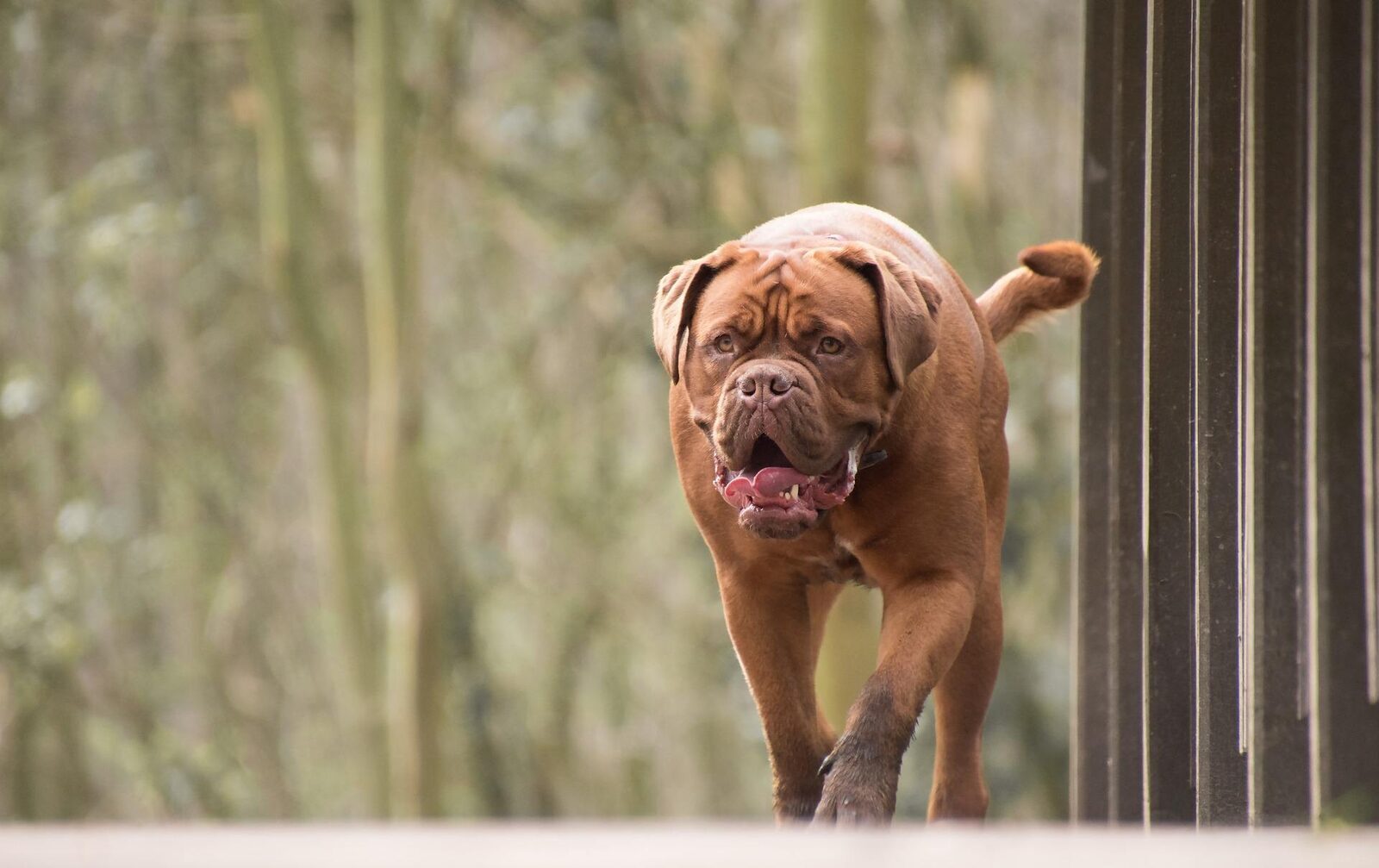 chien dangereux