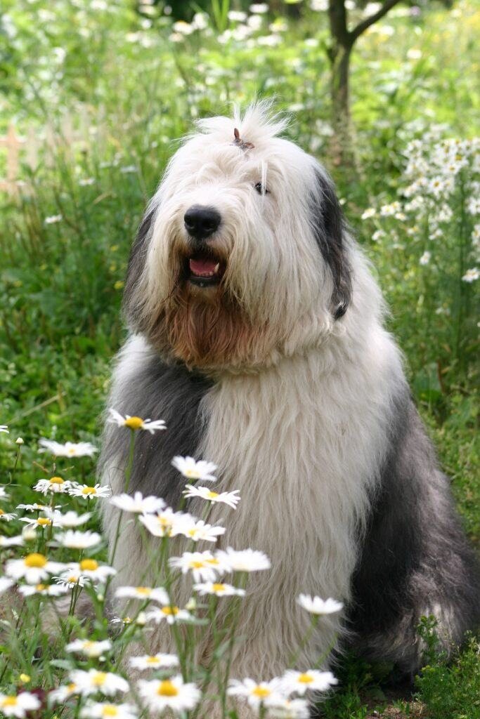 chien de berger intelligent