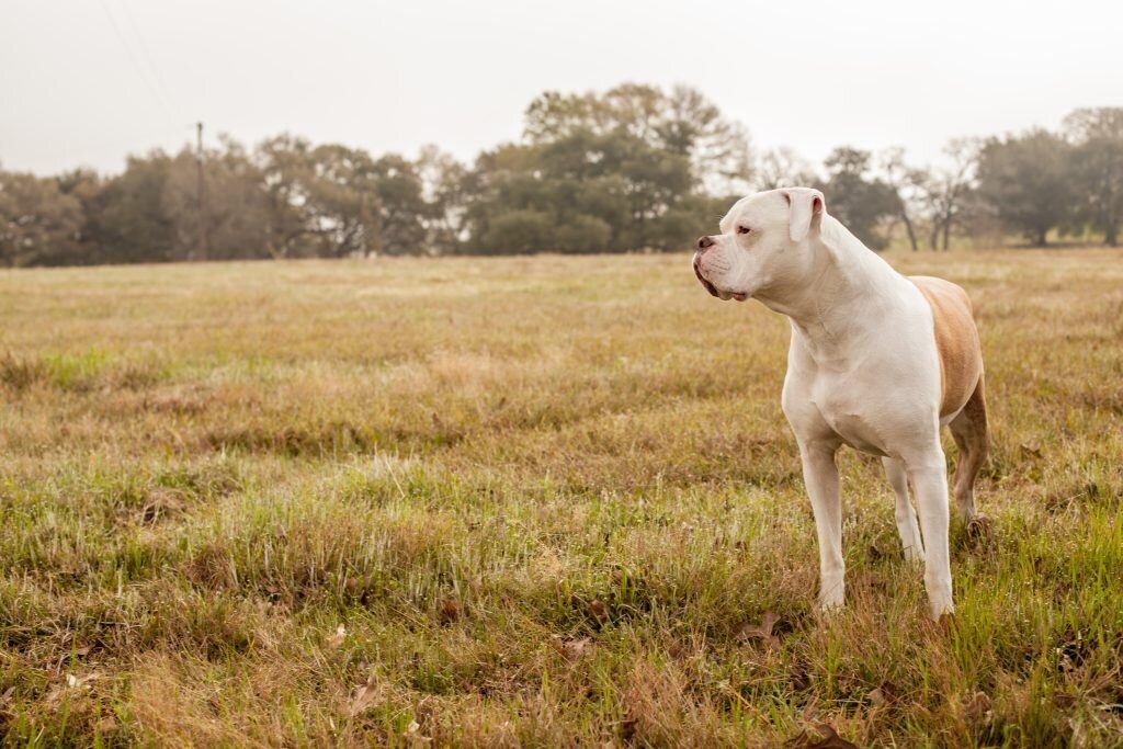 chien de chasse courant