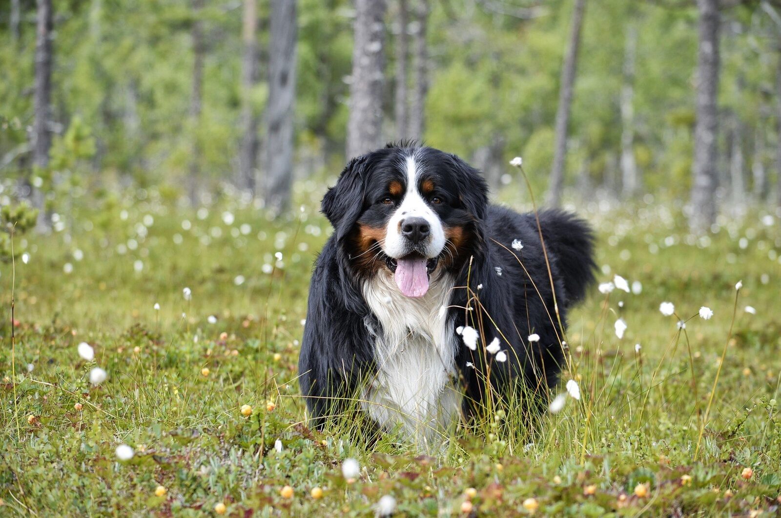 chien de montagnes