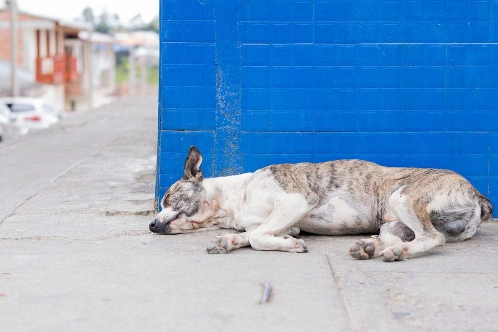 chien empoisonnement
