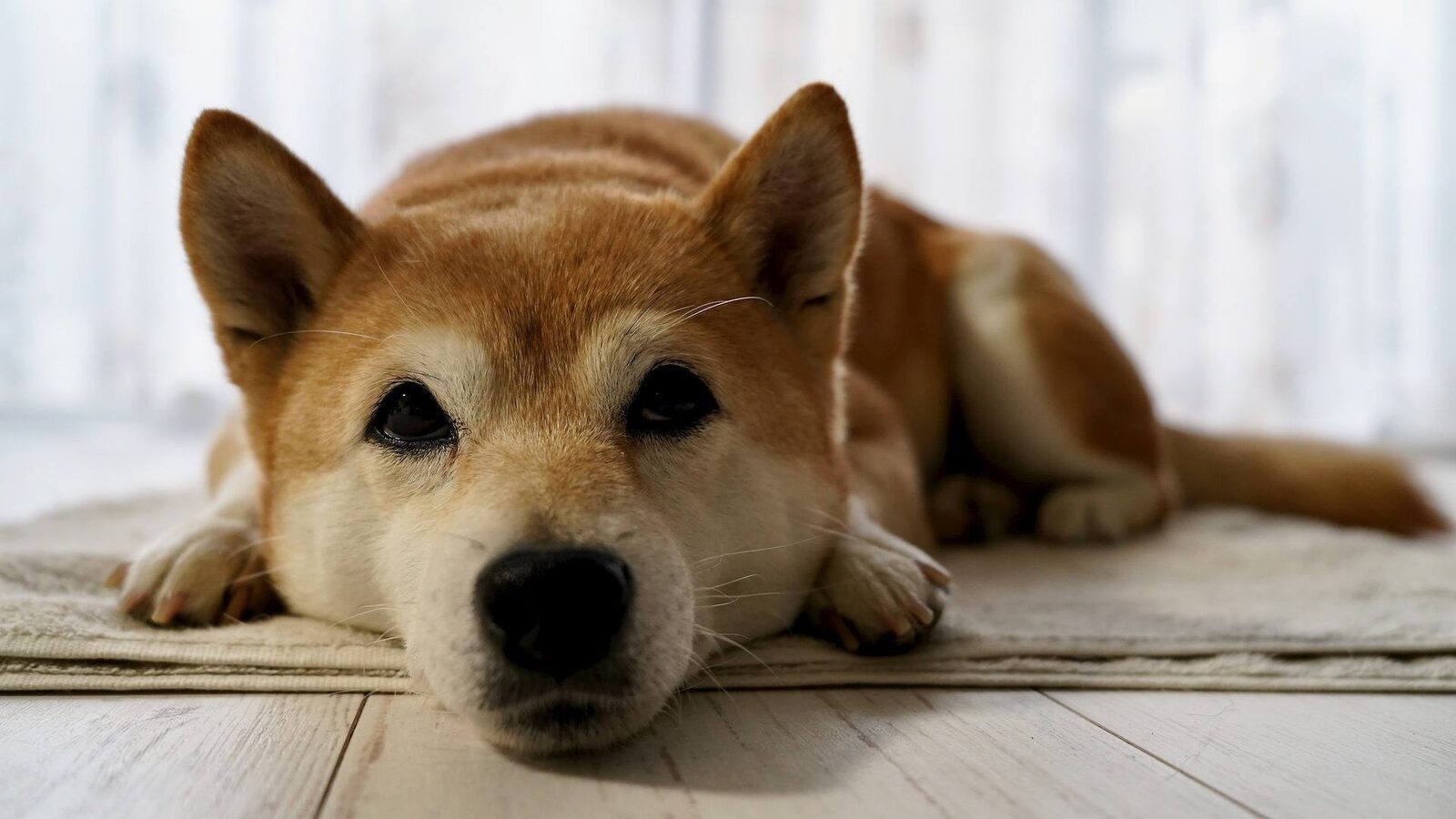 chien indépendant