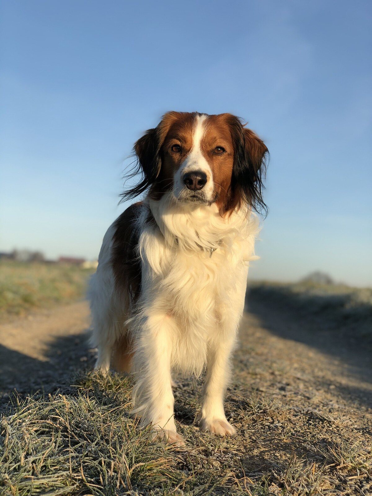chien meconnu