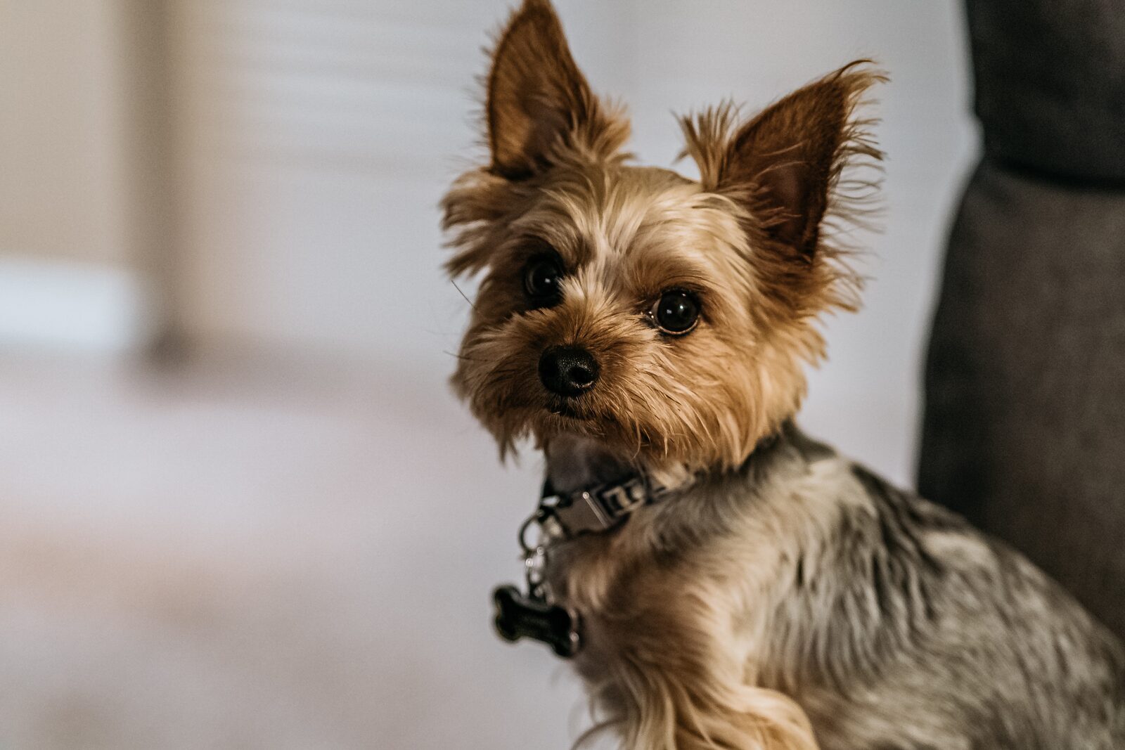 chien miniature