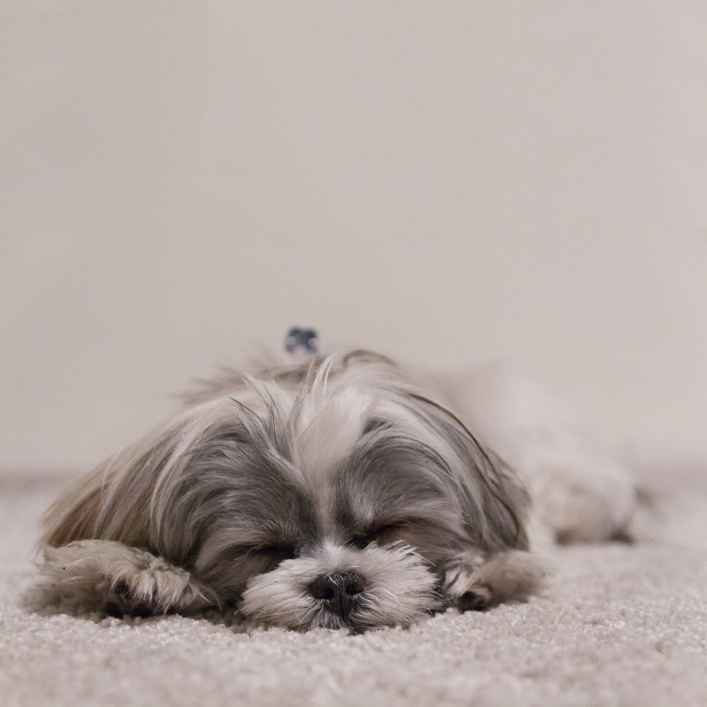 Chien Personnes Agees