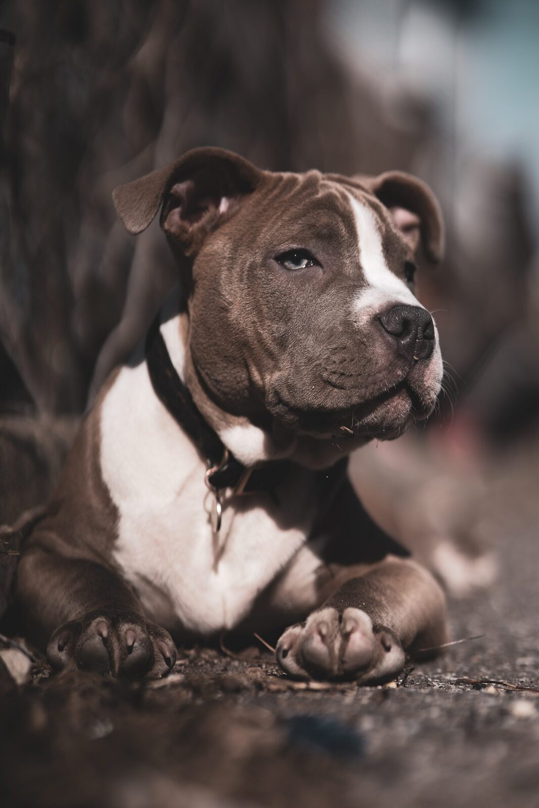 chien poil ras