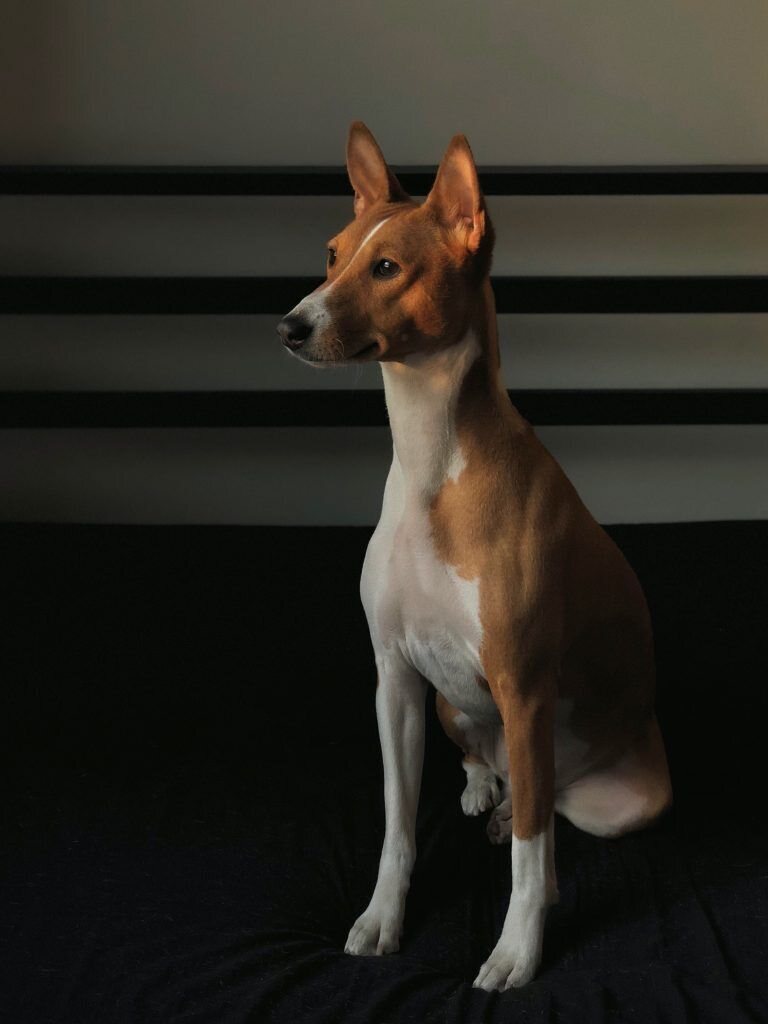 chien primitif