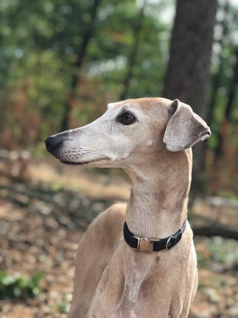 chien rare