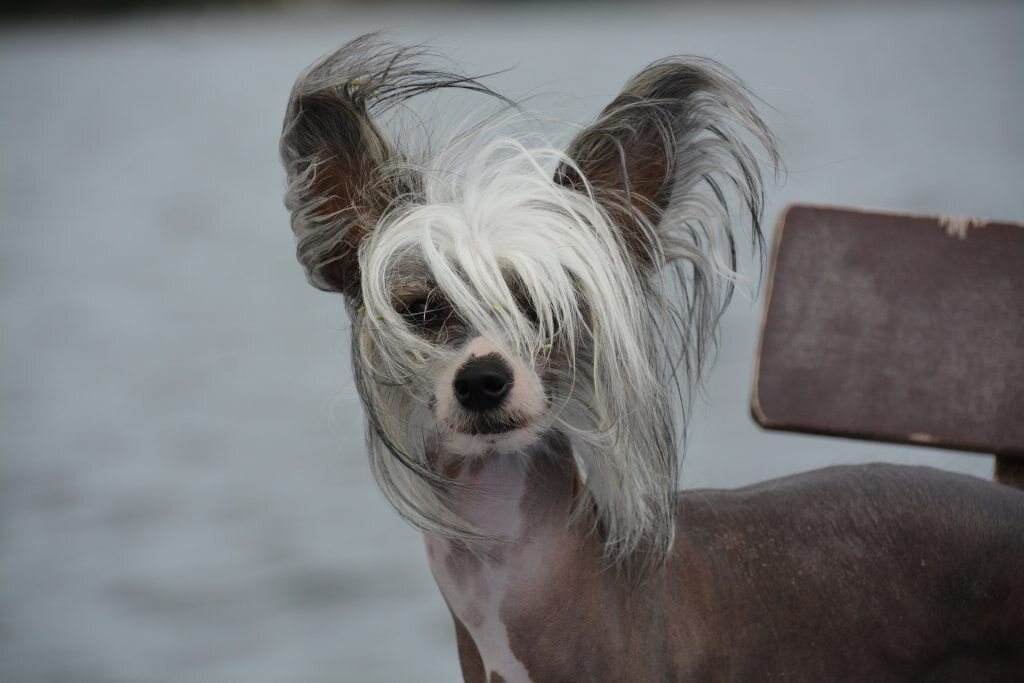 chien sans poils