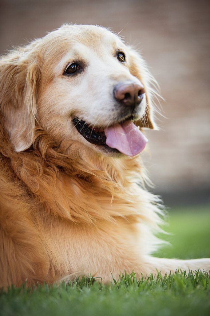 chiens affectueux