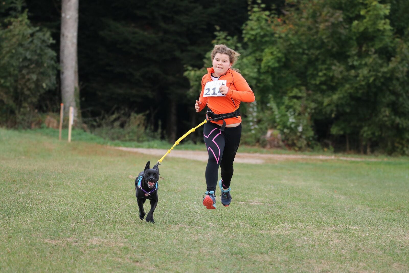 chiens canicross
