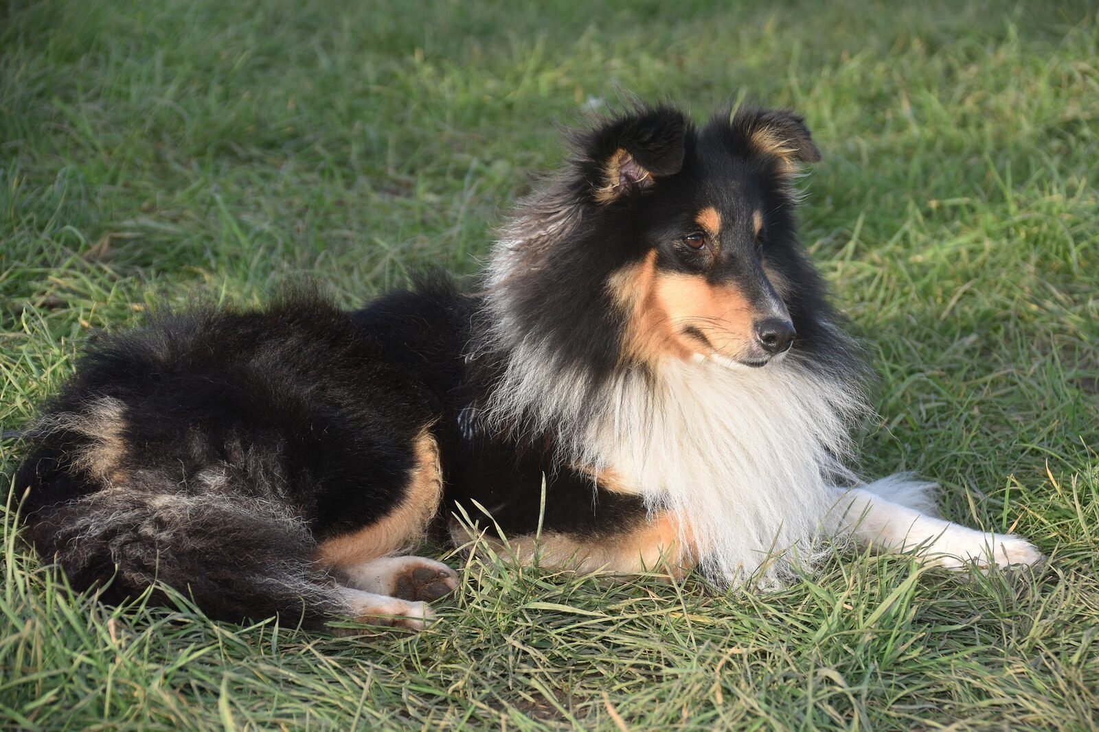 chiens de berger intelligents