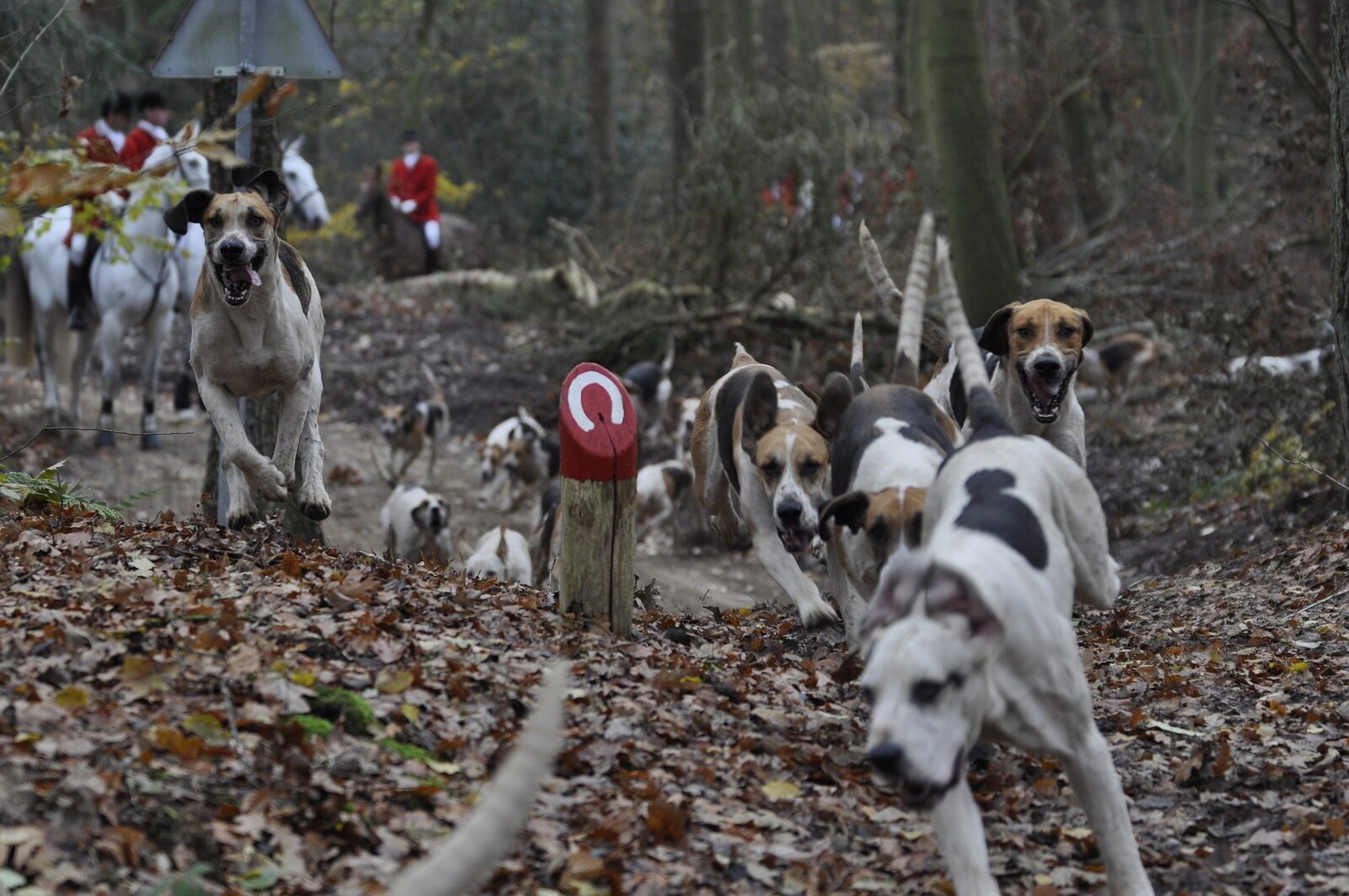 chiens de chasse courant