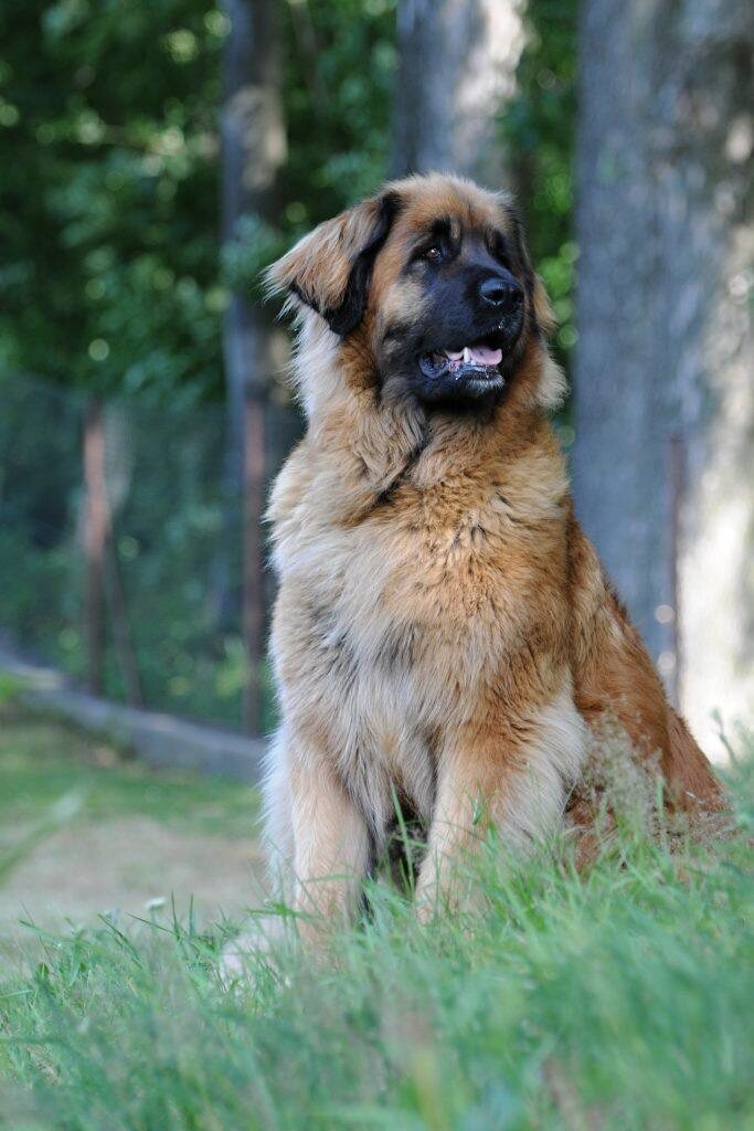 chiens de montagnes