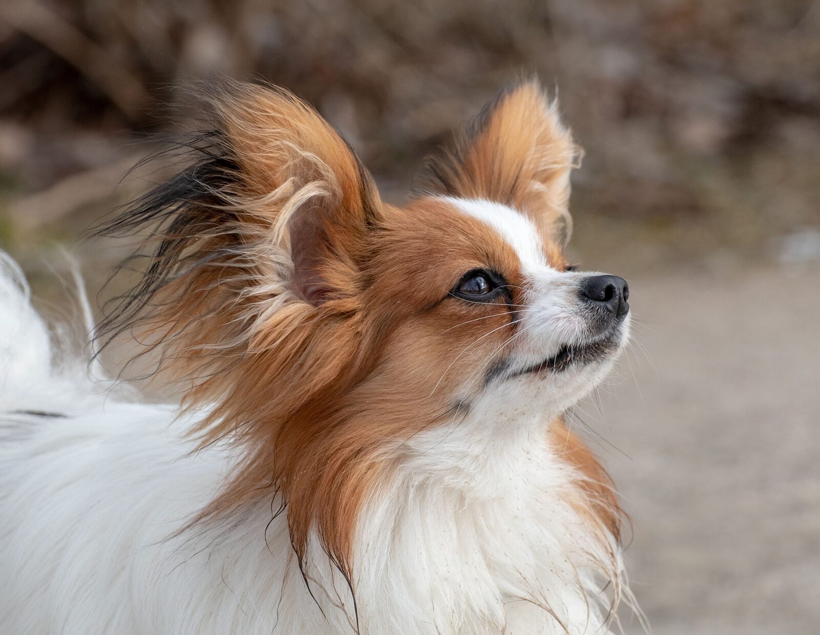 chiens faciles à éduquer