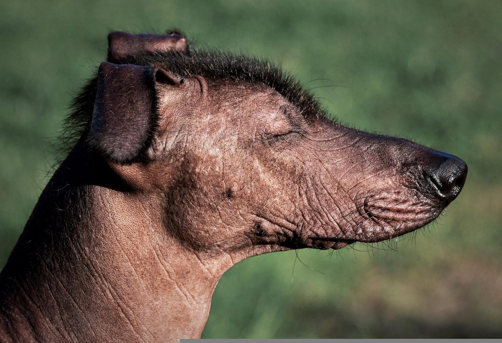 chiens primitifs