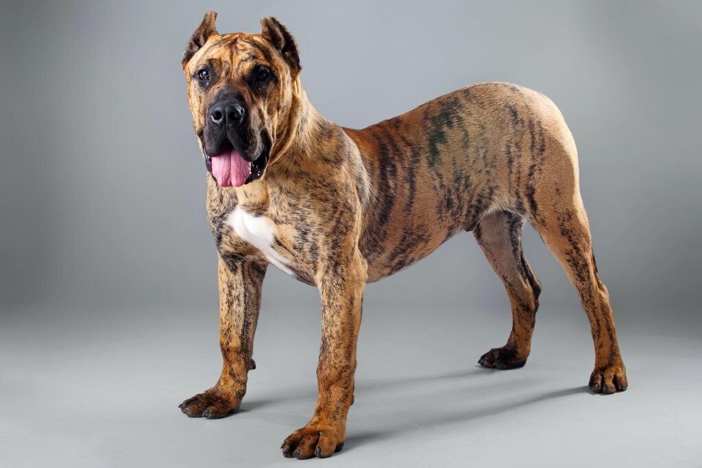 dangereux chien