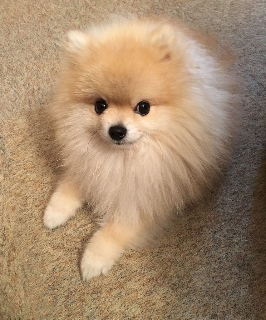 miniature chien