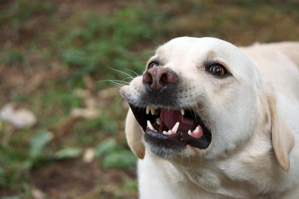 mordre chien