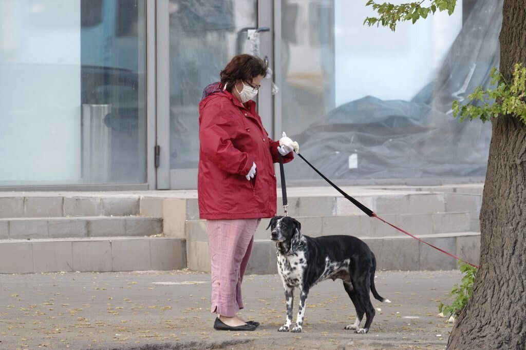 Promenade Chien Pandémie