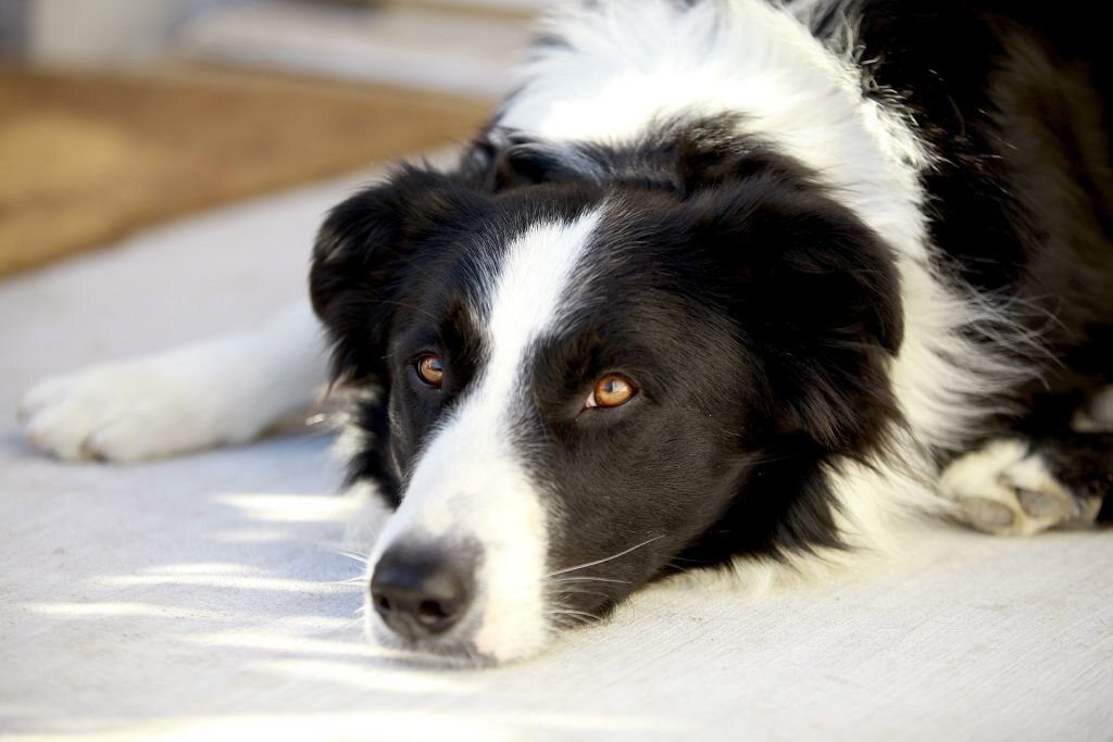 Stress Chien