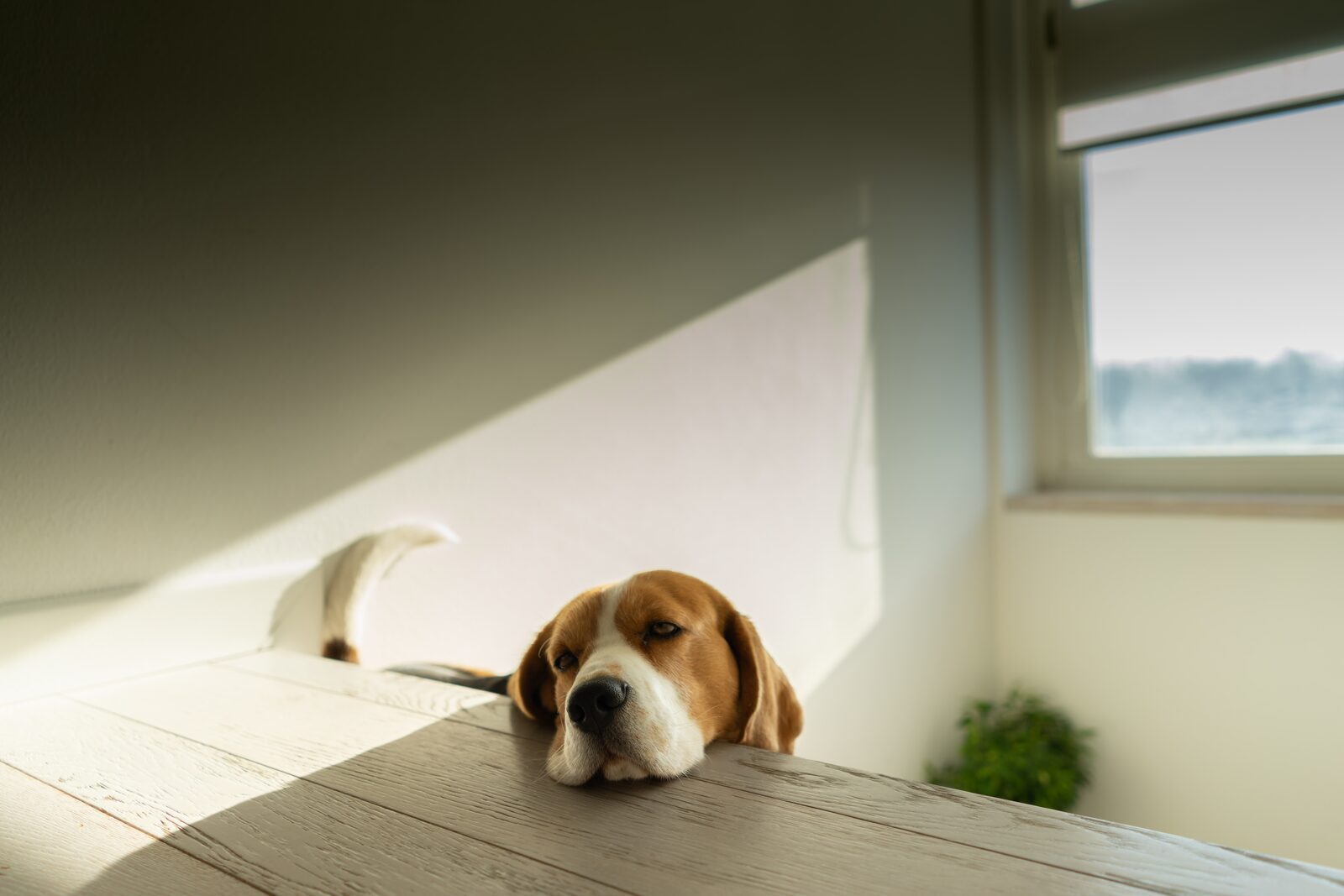 Beagle