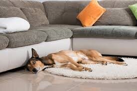 Comment occuper son chien pendant son absence