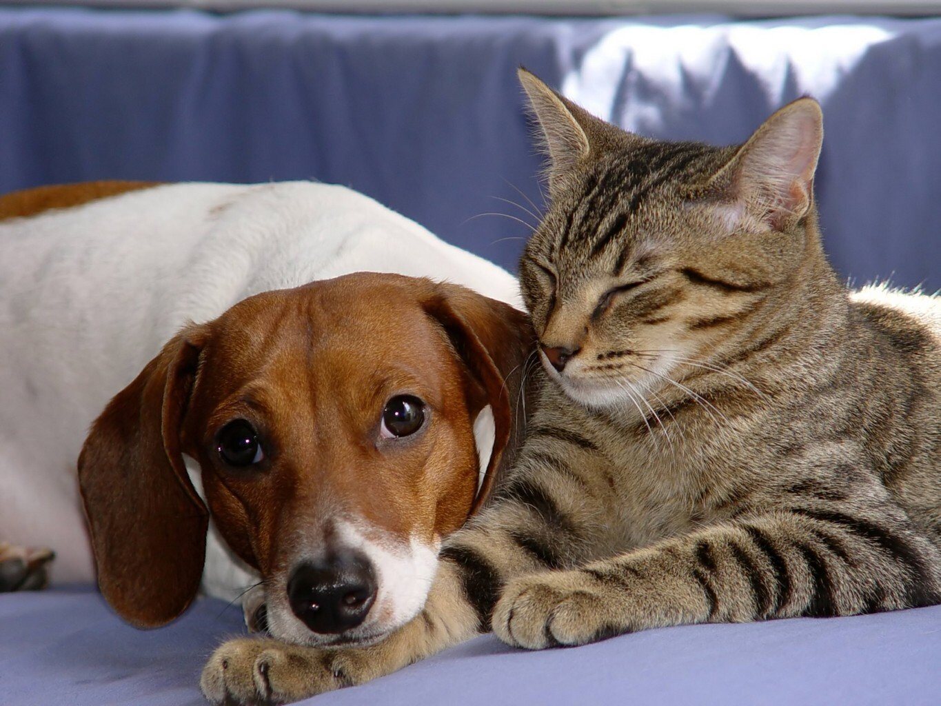 Un chien et un chat peuvent-ils cohabiter ?