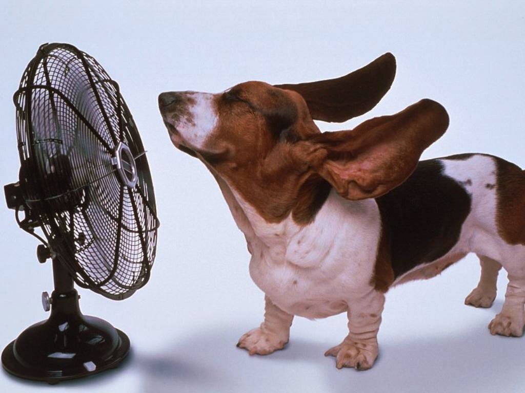 chien ventilateur chaud chaleur canicule
