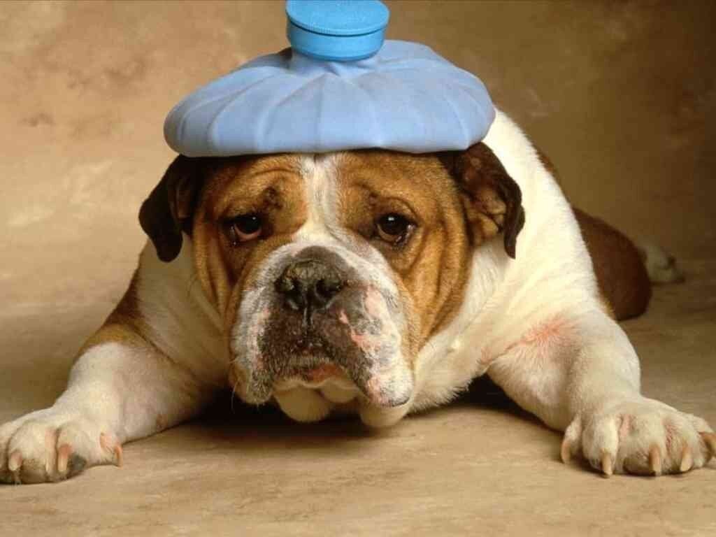 Pourquoi mon chien vomit ?