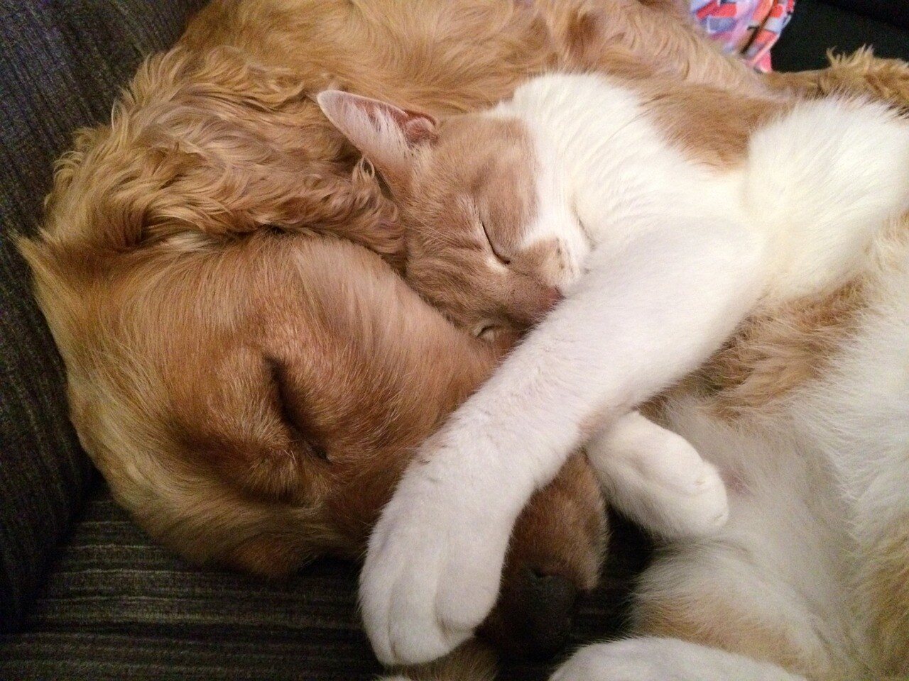 cohabiter-chien