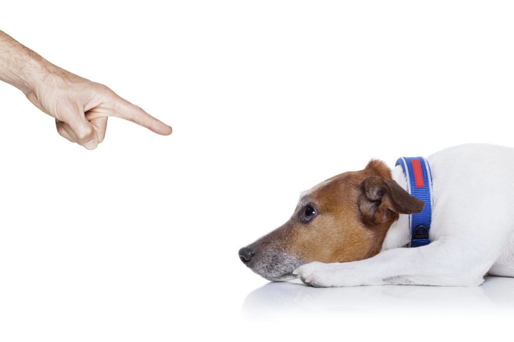 correction chien